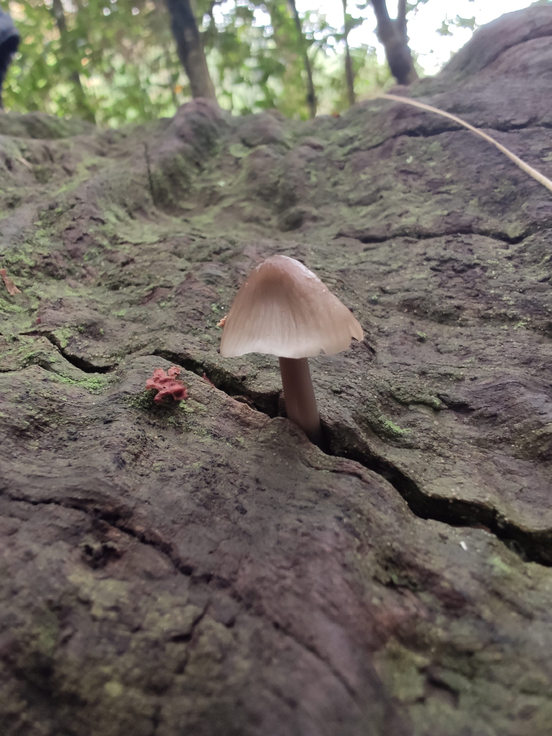 Seta Mycena Leptocephala vista en Finca Osorio