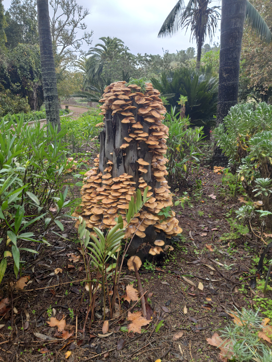 Grupo de setas Hypholoma Fasciculare encontrada en Finca Osorio