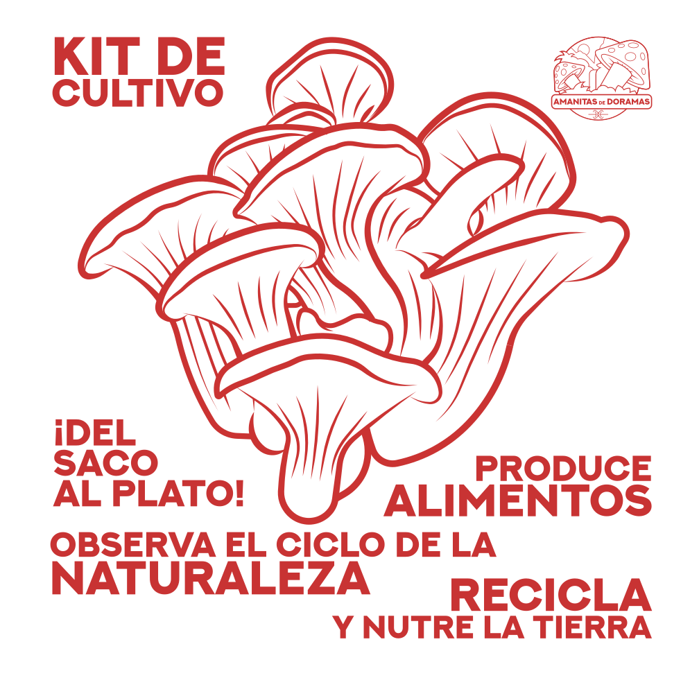 Kit Autocultivo de setas de ostra - Frontal