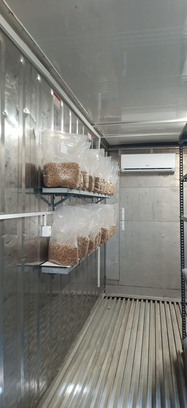 Micelio incubando en sala de incubación