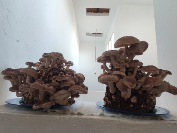 Shiitake en Kit de Autocultivo